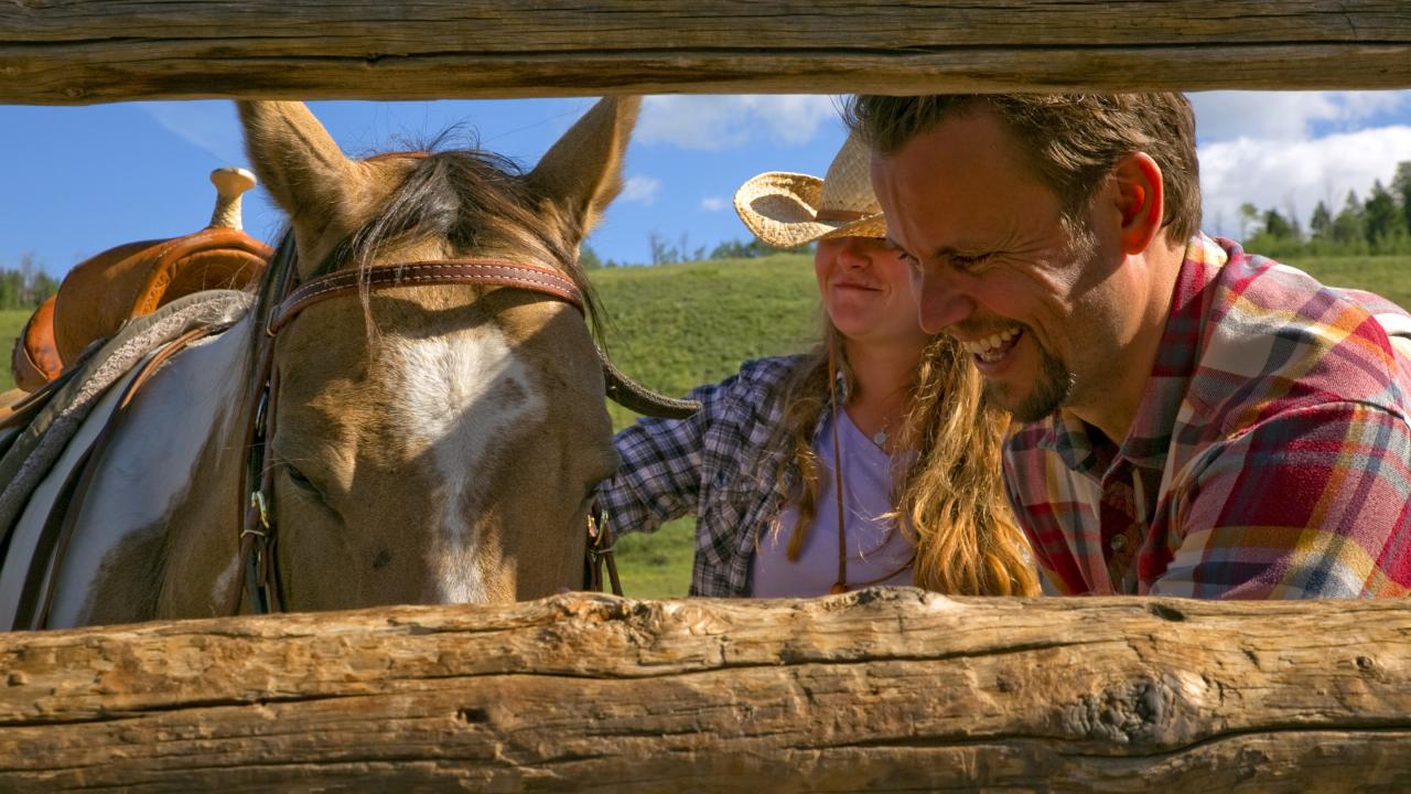 Montana Local petting horse Montana Local petting horse