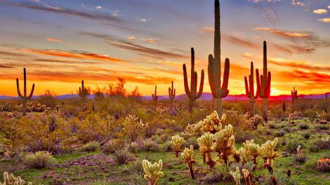 Sonoran Dessert Sonoran Dessert