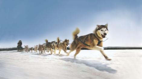 Dog Sledding in Alaska Dog Sledding in Alaska