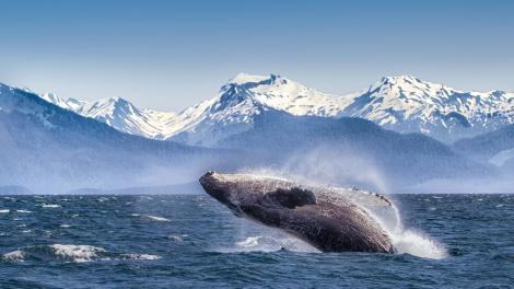 A giant humpback whale leaping from the water A giant humpback whale leaping from the water