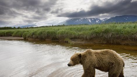 Bear on the hunt for salmon Bear on the hunt for salmon