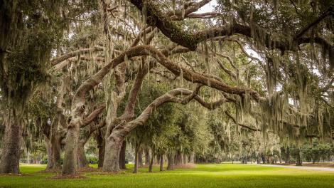 160-year-old trees on the Avenue of the Oaks on St. Simons Island 160-year-old trees on the Avenue of the Oaks on St. Simons Island