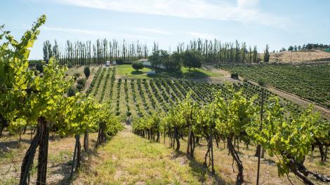 Bitner Vineyards scenery in Caldwell, Idaho Bitner Vineyards scenery in Caldwell, Idaho