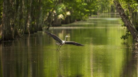 A blue heron coasts over the backwaters A blue heron coasts over the backwaters