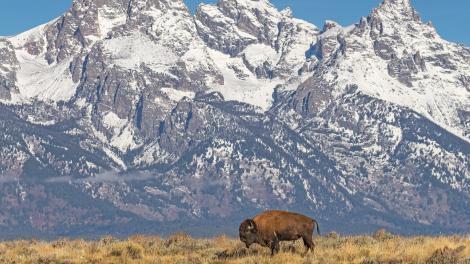 Where Bison Still Roam in the USA Where Bison Still Roam in the USA