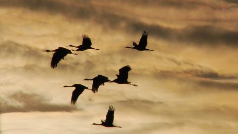 Silhouettes of sandhill cranes against the sky as they migrate across the plains Silhouettes of sandhill cranes against the sky as they migrate across the plains