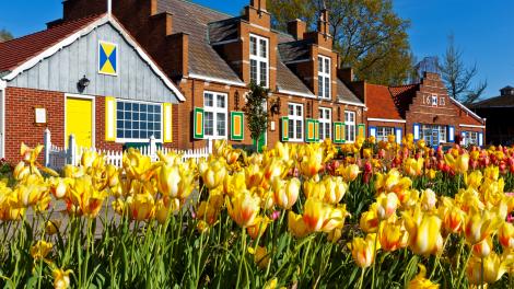 鬱金香節在密西根州荷蘭綻放的鬱金香 鬱金香節在密西根州荷蘭綻放的鬱金香