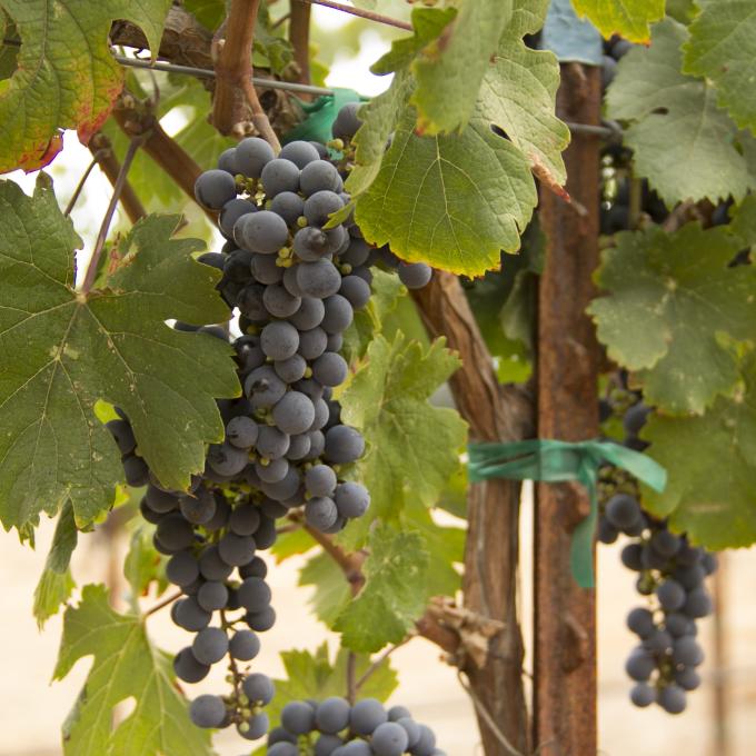 Six percent of all the wine produced in California comes from Sonoma County. Six percent of all the wine produced in California comes from Sonoma County.