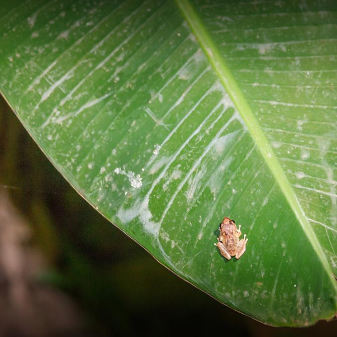 A coqui tree frog sits a on a jungle leaf A coqui tree frog sits a on a jungle leaf