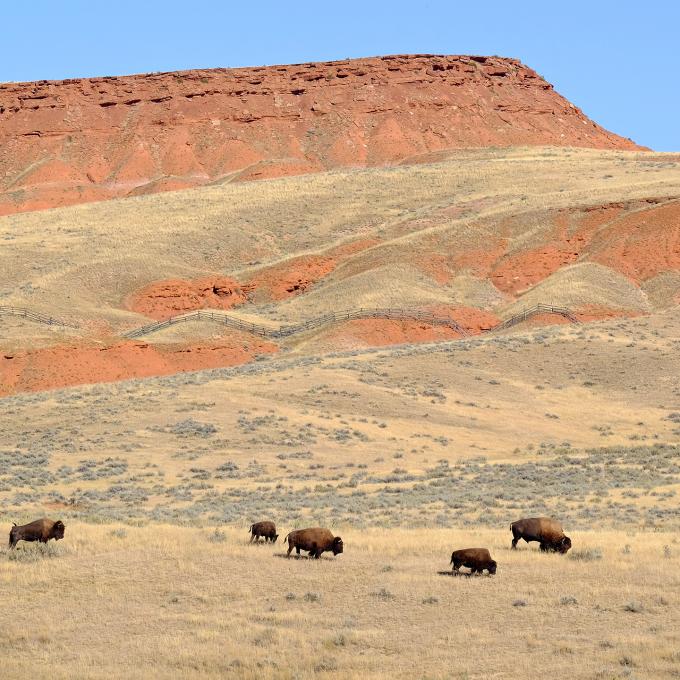 Look, but don’t touch: A small herd of bison lives in Hot Springs State Park. Look, but don’t touch: A small herd of bison lives in Hot Springs State Park.