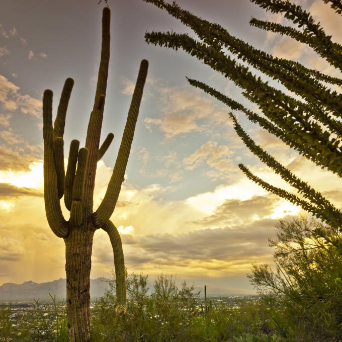 Sun breaks through the clouds over a cactus tree in Tucson Sun breaks through the clouds over a cactus tree in Tucson