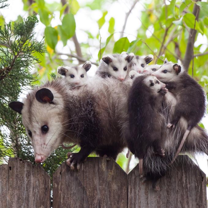 Columbus was informally known as “Possum Town” before it received its official name, and some locals still call it by this nickname. Columbus was informally known as “Possum Town” before it received its official name, and some locals still call it by this nickname.