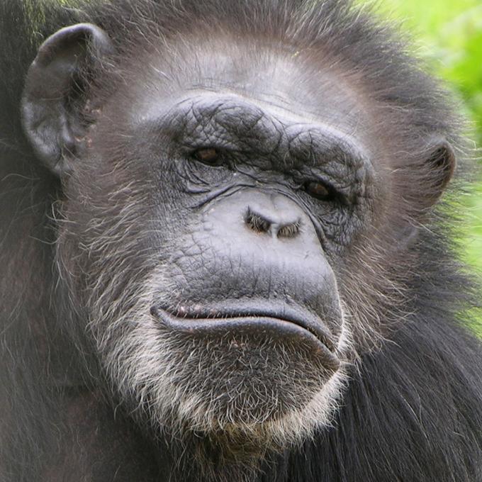 A Chimp Haven local A Chimp Haven local