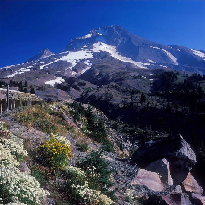 There are 11 glaciers at the peak of Mount Hood, the highest mountain in Oregon at 3,426 meters. There are 11 glaciers at the peak of Mount Hood, the highest mountain in Oregon at 3,426 meters.
