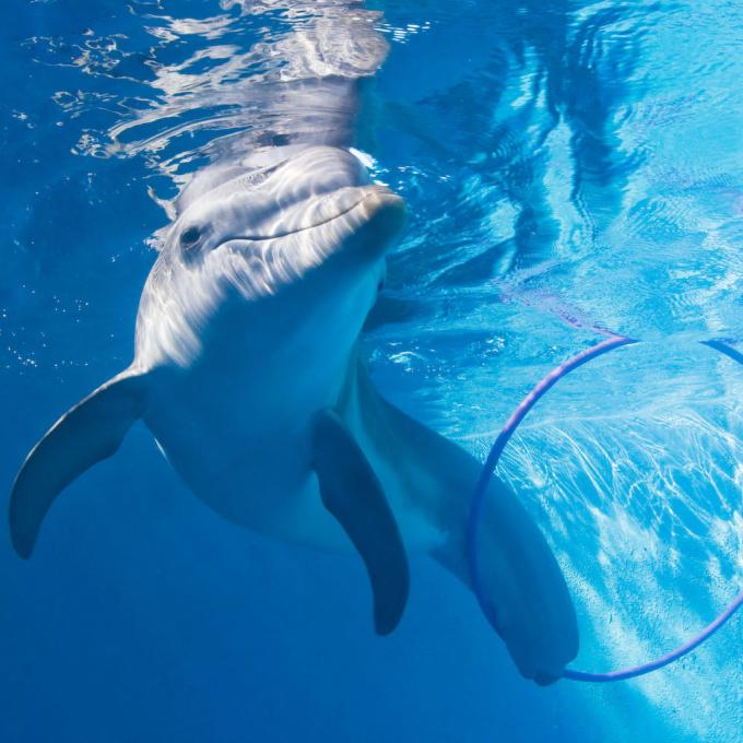 Winter the dolphin at Clearwater Marine Aquarium Winter the dolphin at Clearwater Marine Aquarium
