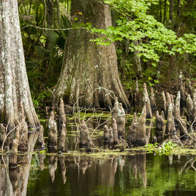 The swamps of Houma, Louisiana The swamps of Houma, Louisiana