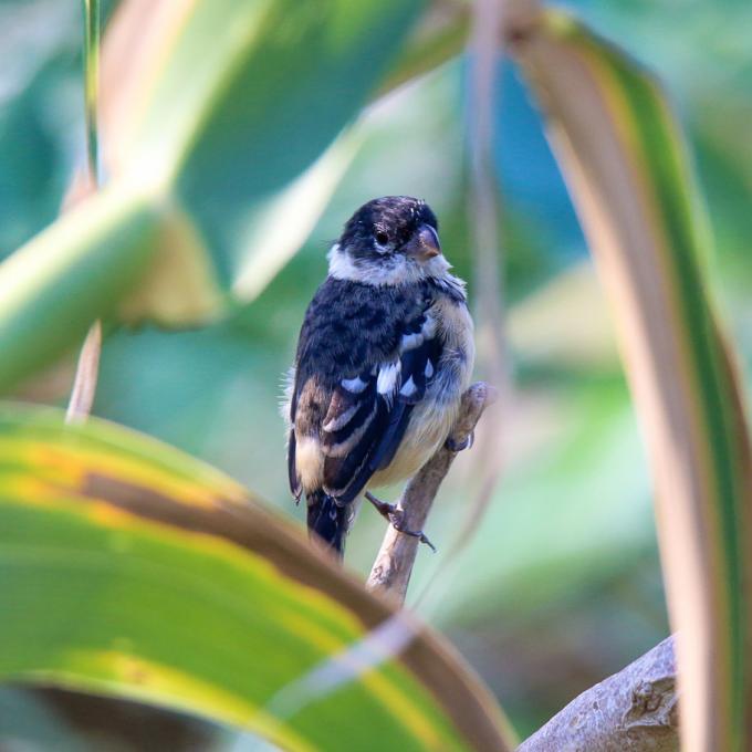 The White-collared seedeater, one of the many bird species in Laredo The White-collared seedeater, one of the many bird species in Laredo