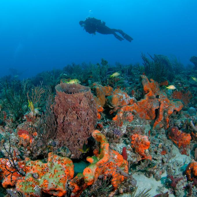 A reef diver examines the colorful world below A reef diver examines the colorful world below
