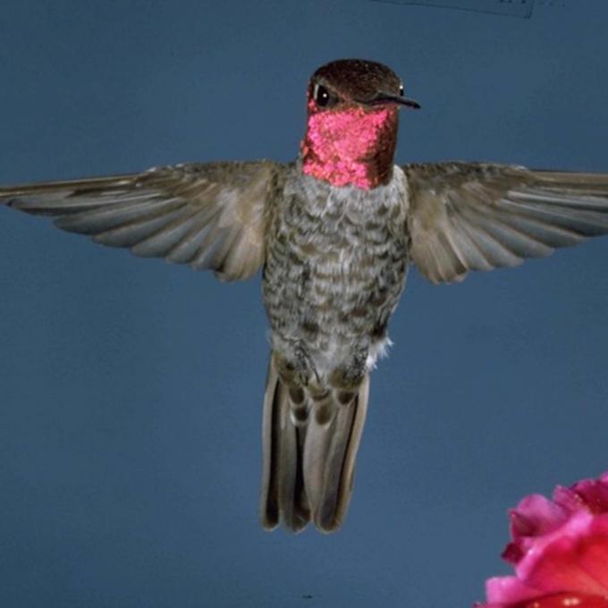 謝拉維斯塔的蜂鳥 謝拉維斯塔的蜂鳥
