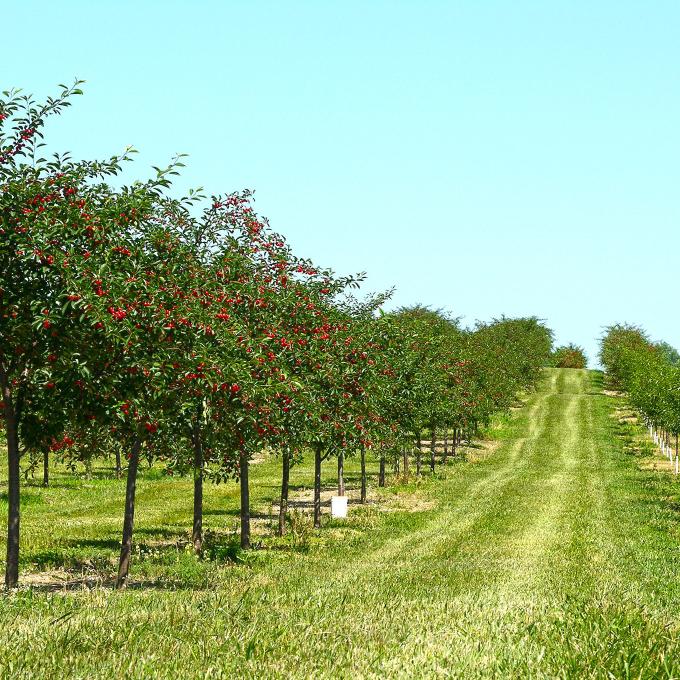 Cherry orchards on a blue-sky day in Door County, Wisconsin Cherry orchards on a blue-sky day in Door County, Wisconsin