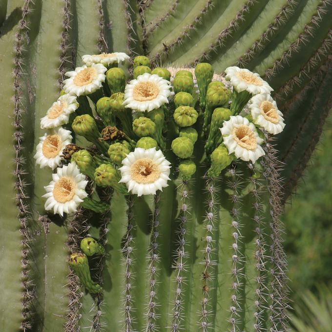 Blossoms on a Saguaro cactus Blossoms on a Saguaro cactus