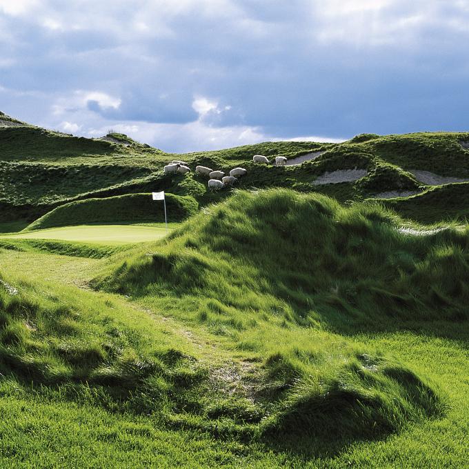 Sheep sharing the Whistling Straits course with golfers Sheep sharing the Whistling Straits course with golfers