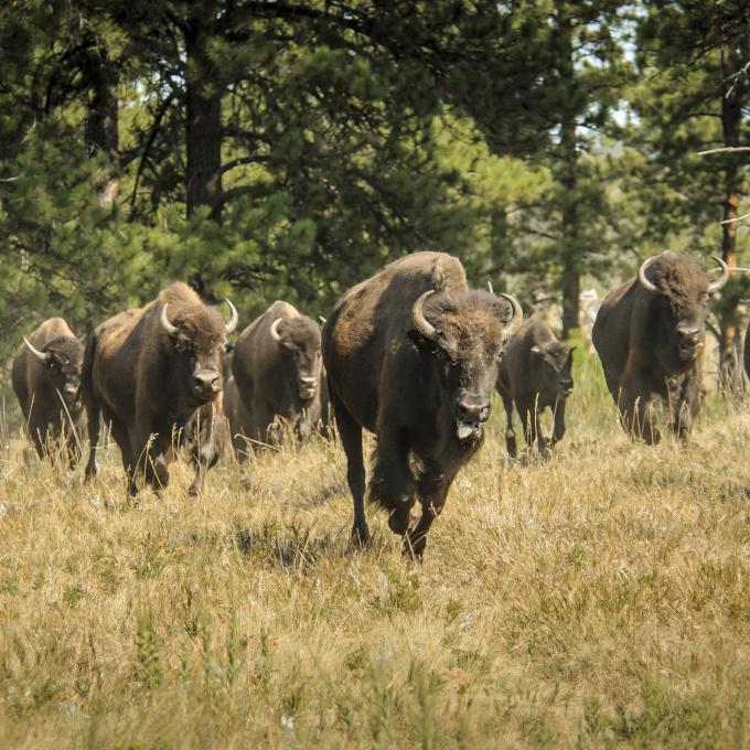 Bison roaming in South Dakota Bison roaming in South Dakota