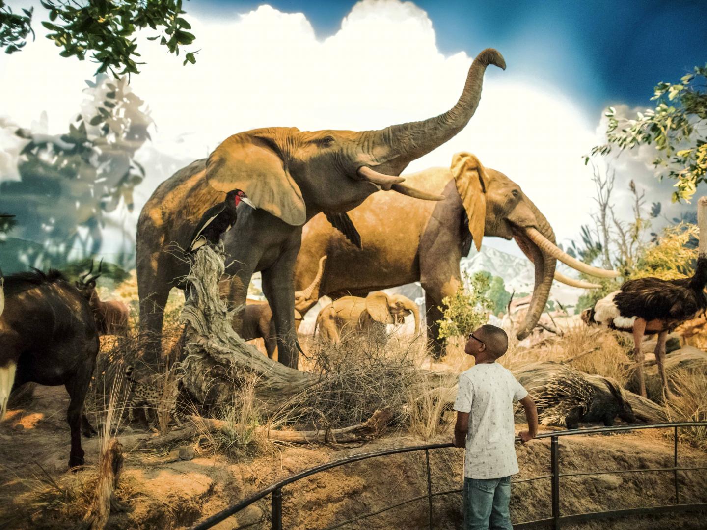 密蘇里州春田野生動物奇觀國家博物館的大象展覽 密蘇里州春田野生動物奇觀國家博物館的大象展覽