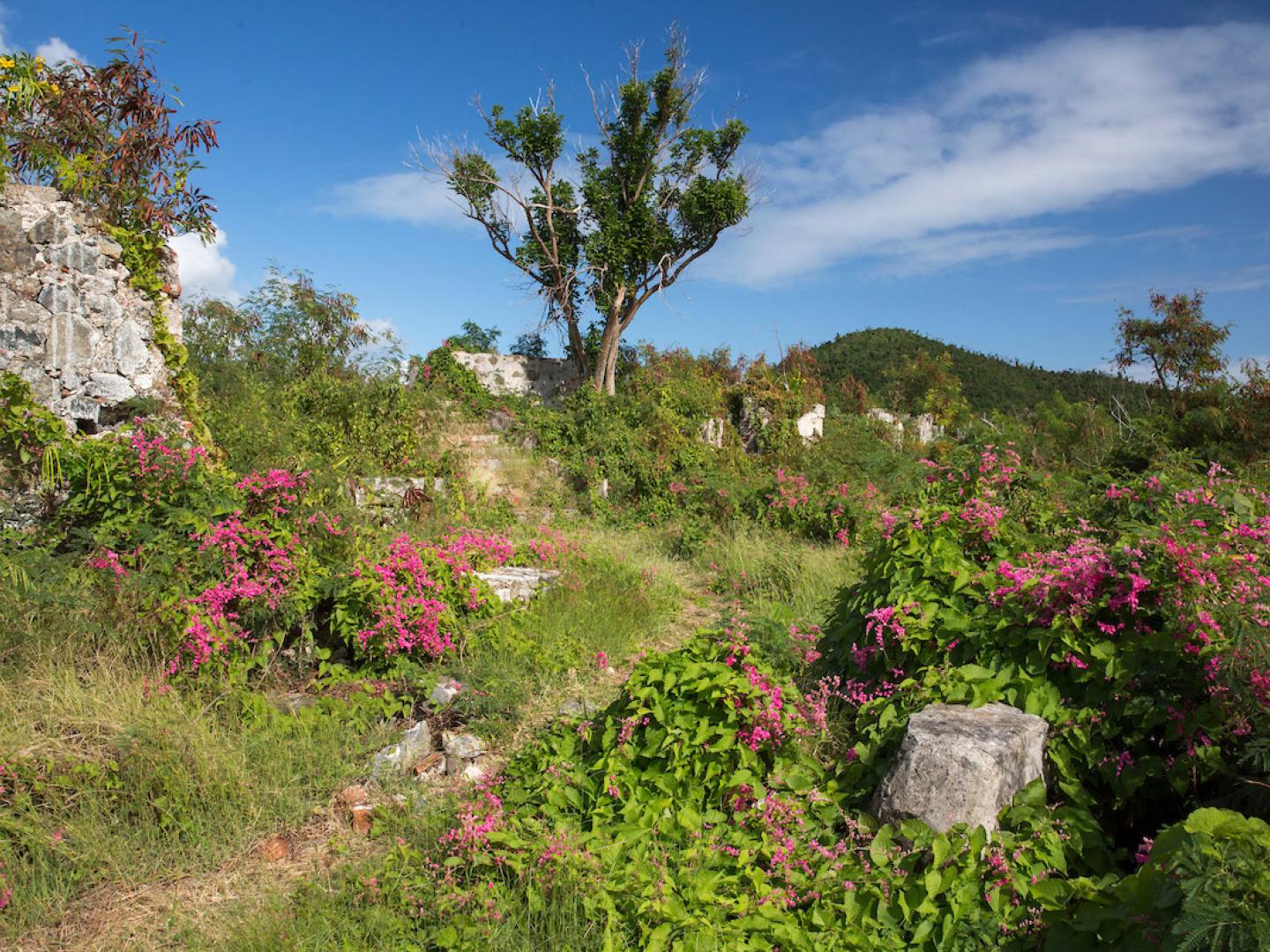 在維京群島國家公園划皮艇時可見到的景色 在維京群島國家公園划皮艇時可見到的景色