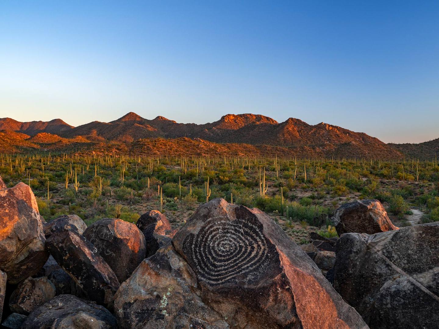 Saguaro National Park near Tucson, Arizona Saguaro National Park near Tucson, Arizona