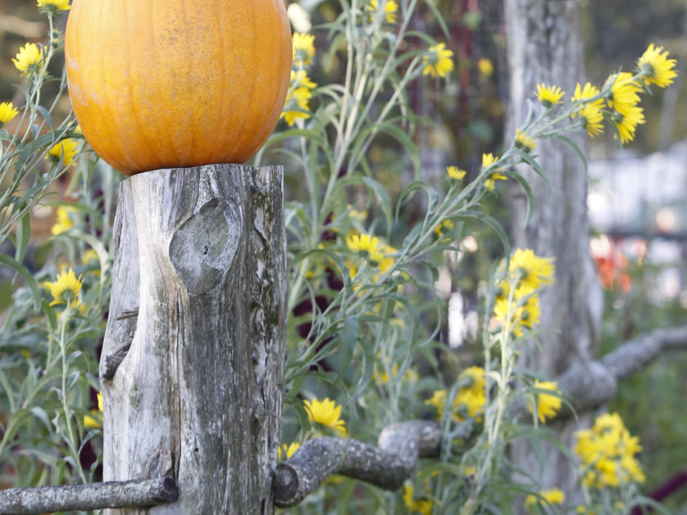 Pumpkins decorate a rustic fence during the Olde Tyme Harvest Festival Pumpkins decorate a rustic fence during the Olde Tyme Harvest Festival