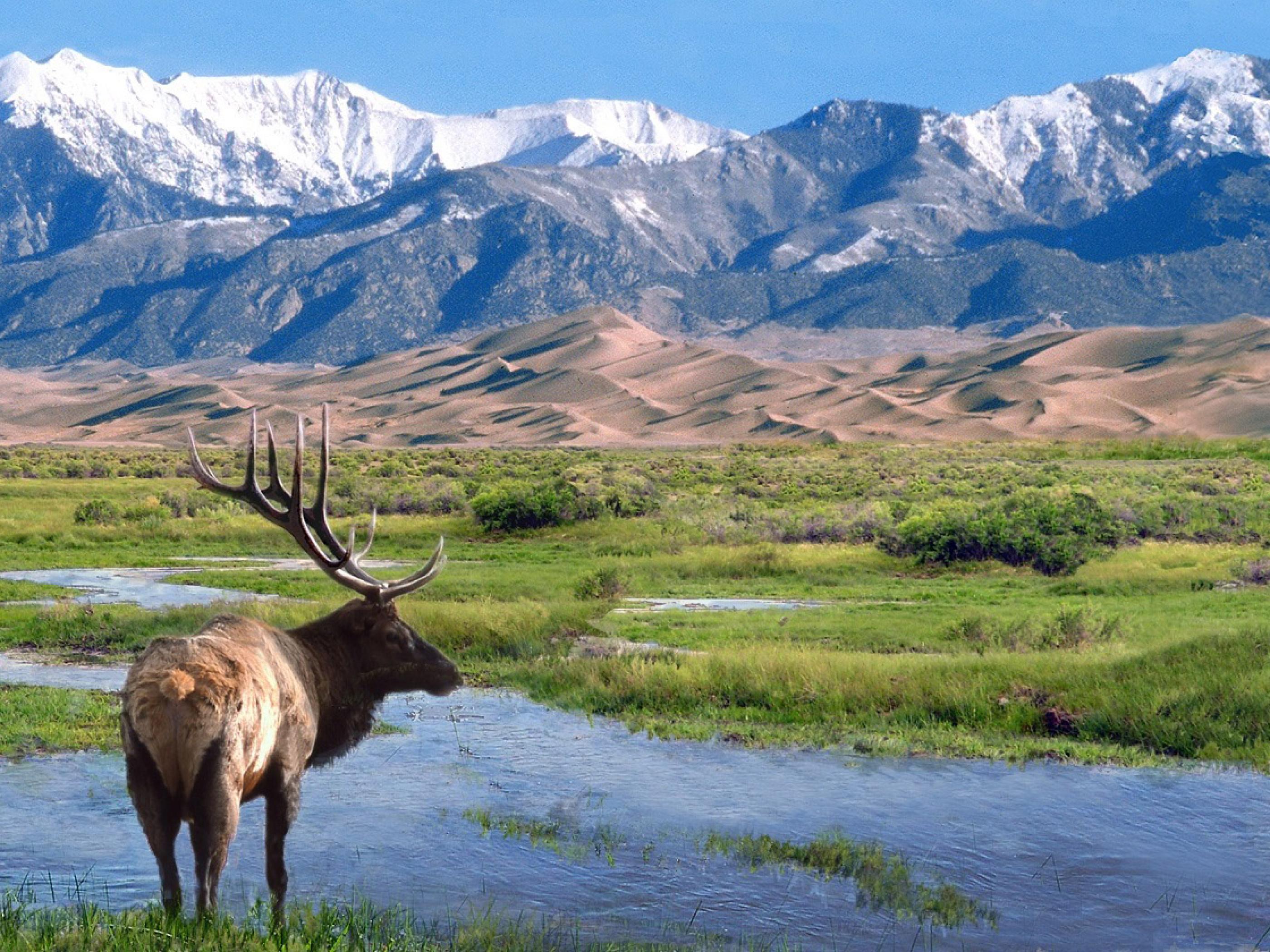 A moose contemplates Great Sand Dunes A moose contemplates Great Sand Dunes