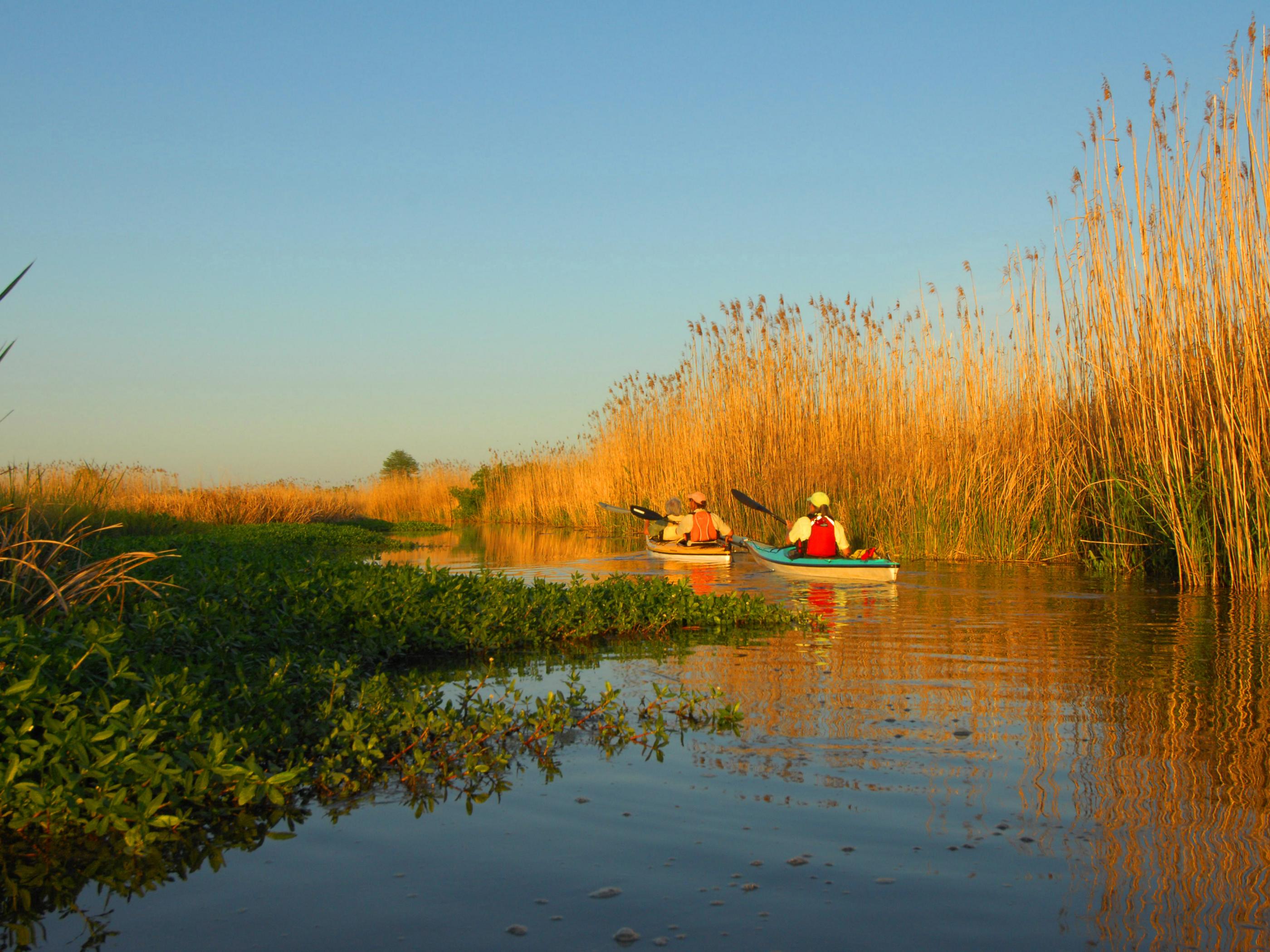 Kayaking among the marsh and reeds in the Mobile-Tensaw Delta Kayaking among the marsh and reeds in the Mobile-Tensaw Delta