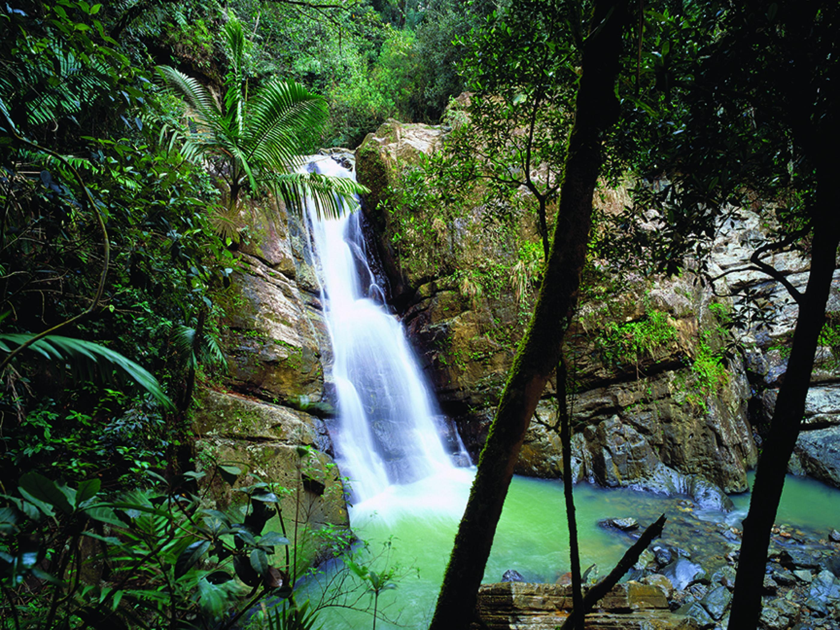 El Yunque National Forest El Yunque National Forest