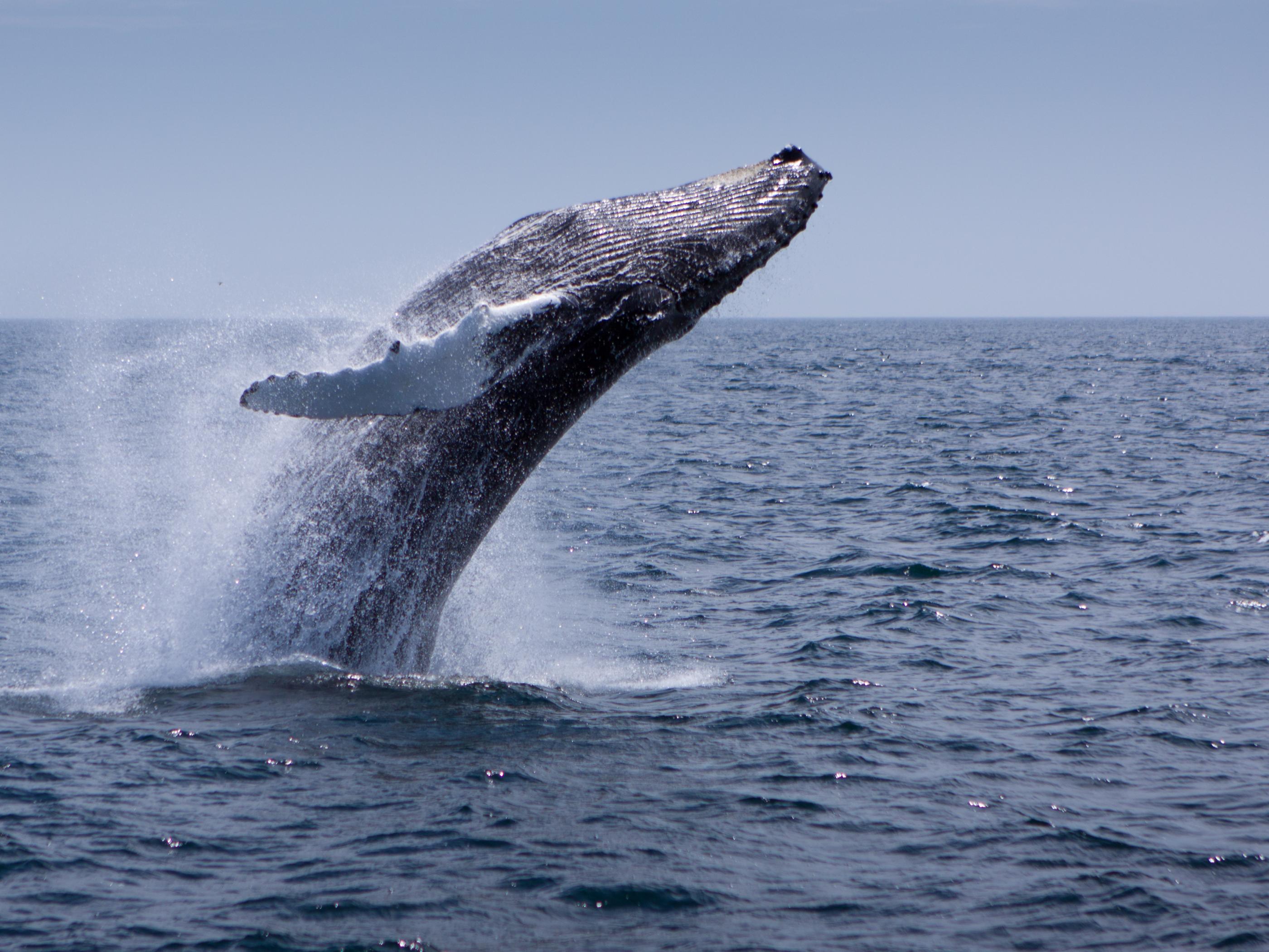 Stellwagen Bank National Marine Sanctuary Stellwagen Bank National Marine Sanctuary