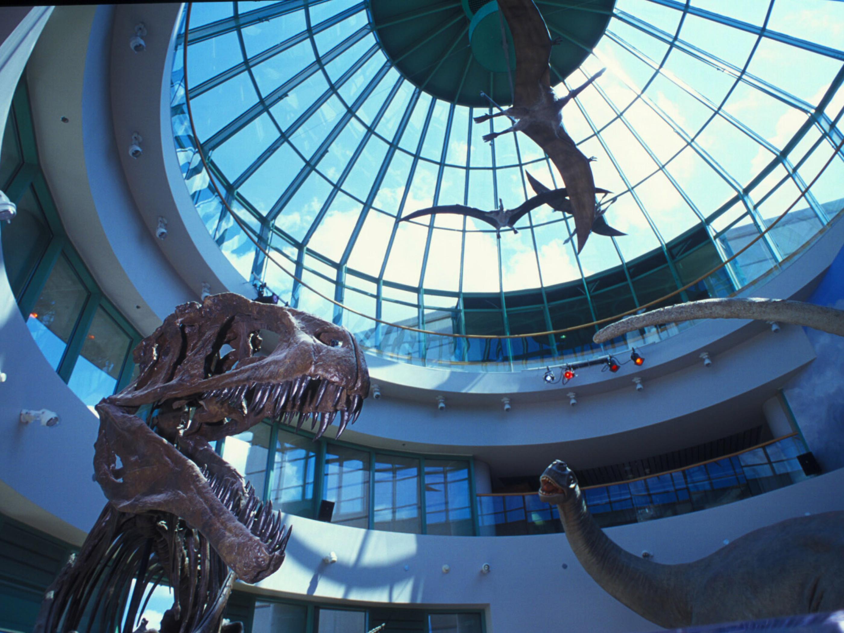 Dinosaur’s-eye-view at the North Carolina Museum of Natural Science Dinosaur’s-eye-view at the North Carolina Museum of Natural Science