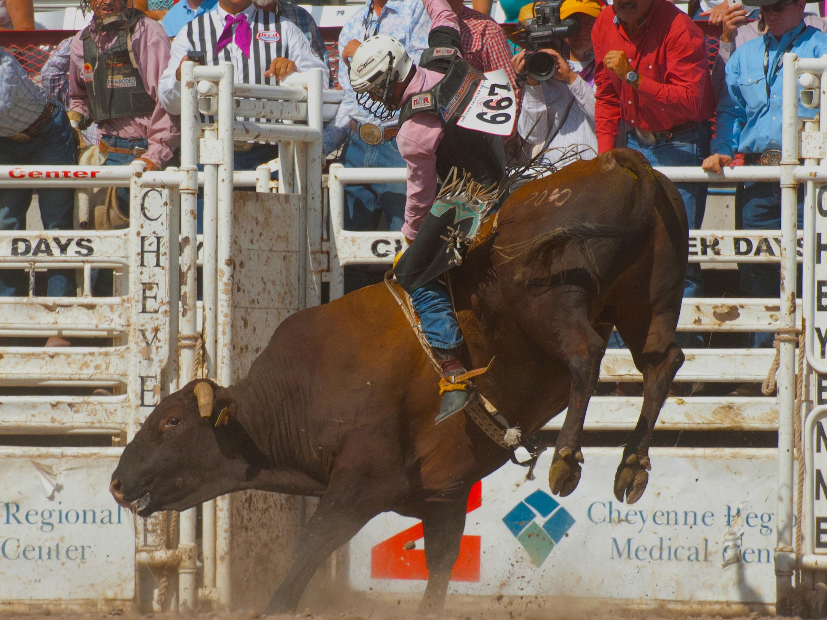 An expert rider at Cheyenne Frontier Days An expert rider at Cheyenne Frontier Days
