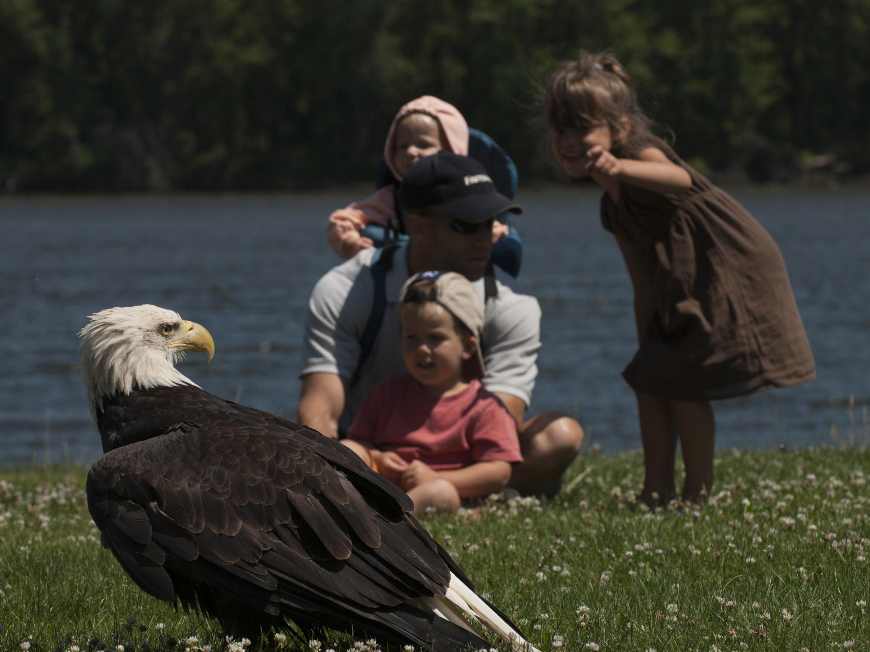 Up close and personal at the National Eagle Center Up close and personal at the National Eagle Center