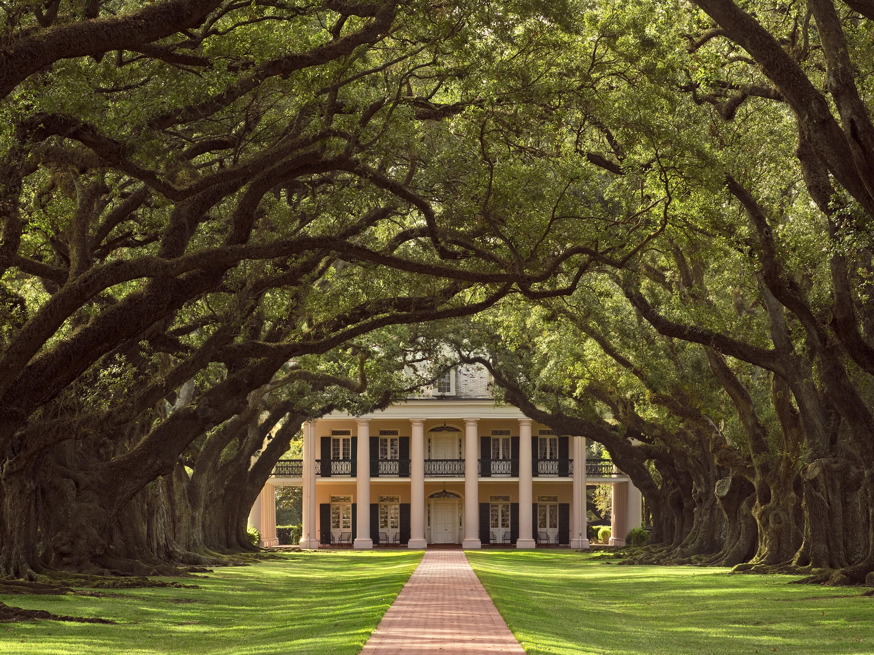 A breathtaking tunnel of trees leads to Oak Alley Plantation A breathtaking tunnel of trees leads to Oak Alley Plantation