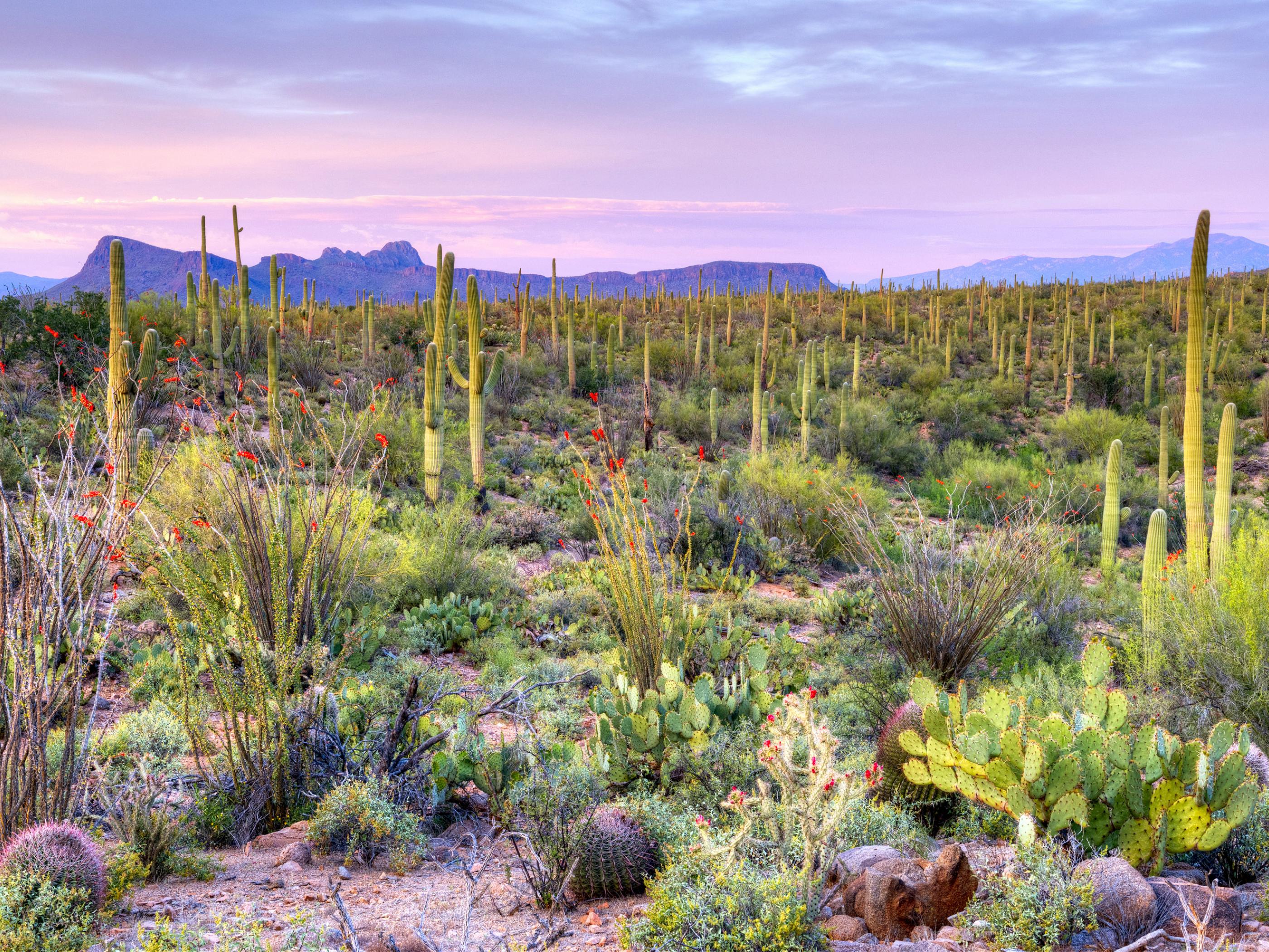 Sunset over Saguaro National Park Sunset over Saguaro National Park