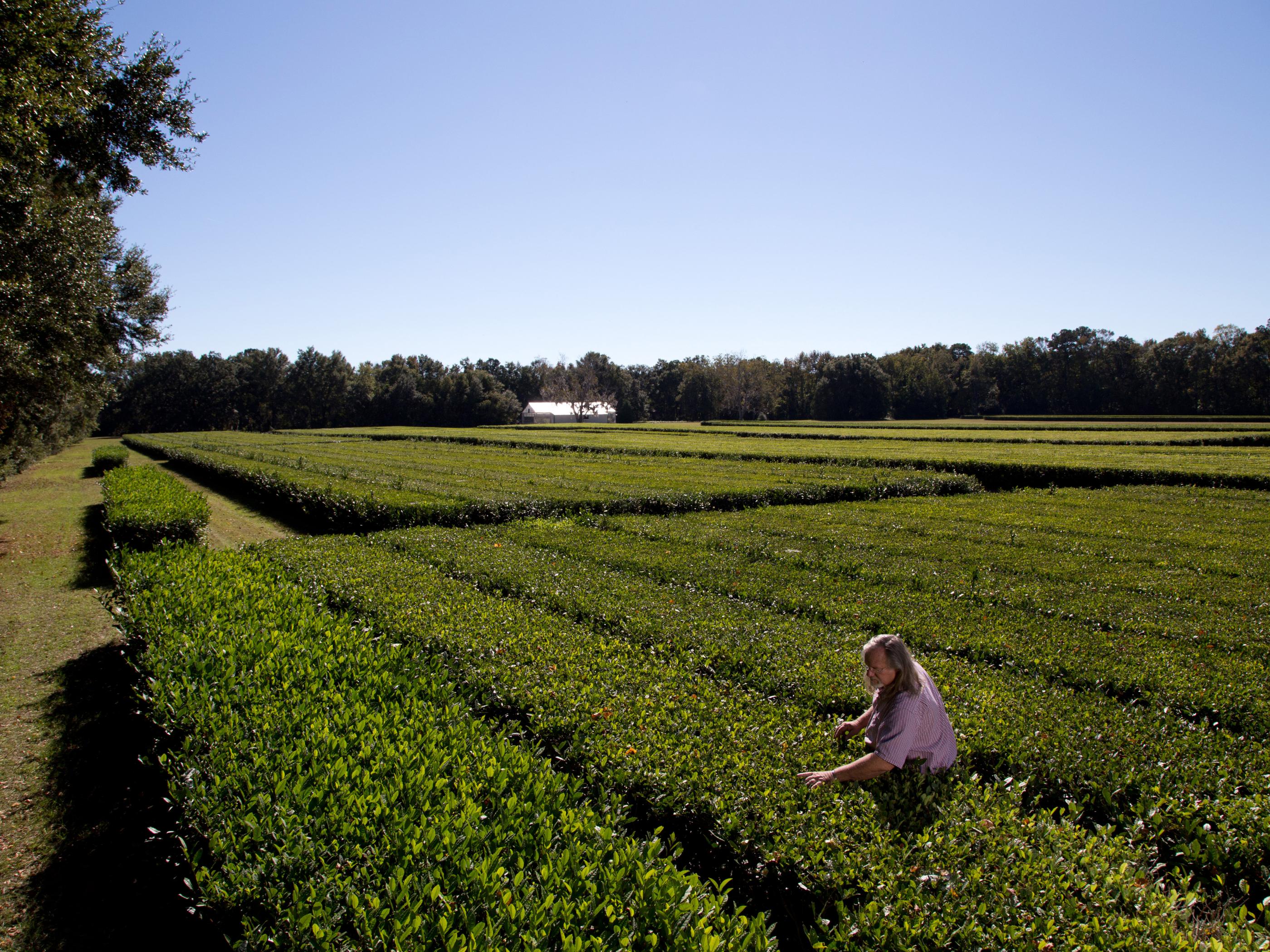 Harvesting tea leaves at the Charleston Tea Plantation in South Carolina Harvesting tea leaves at the Charleston Tea Plantation in South Carolina
