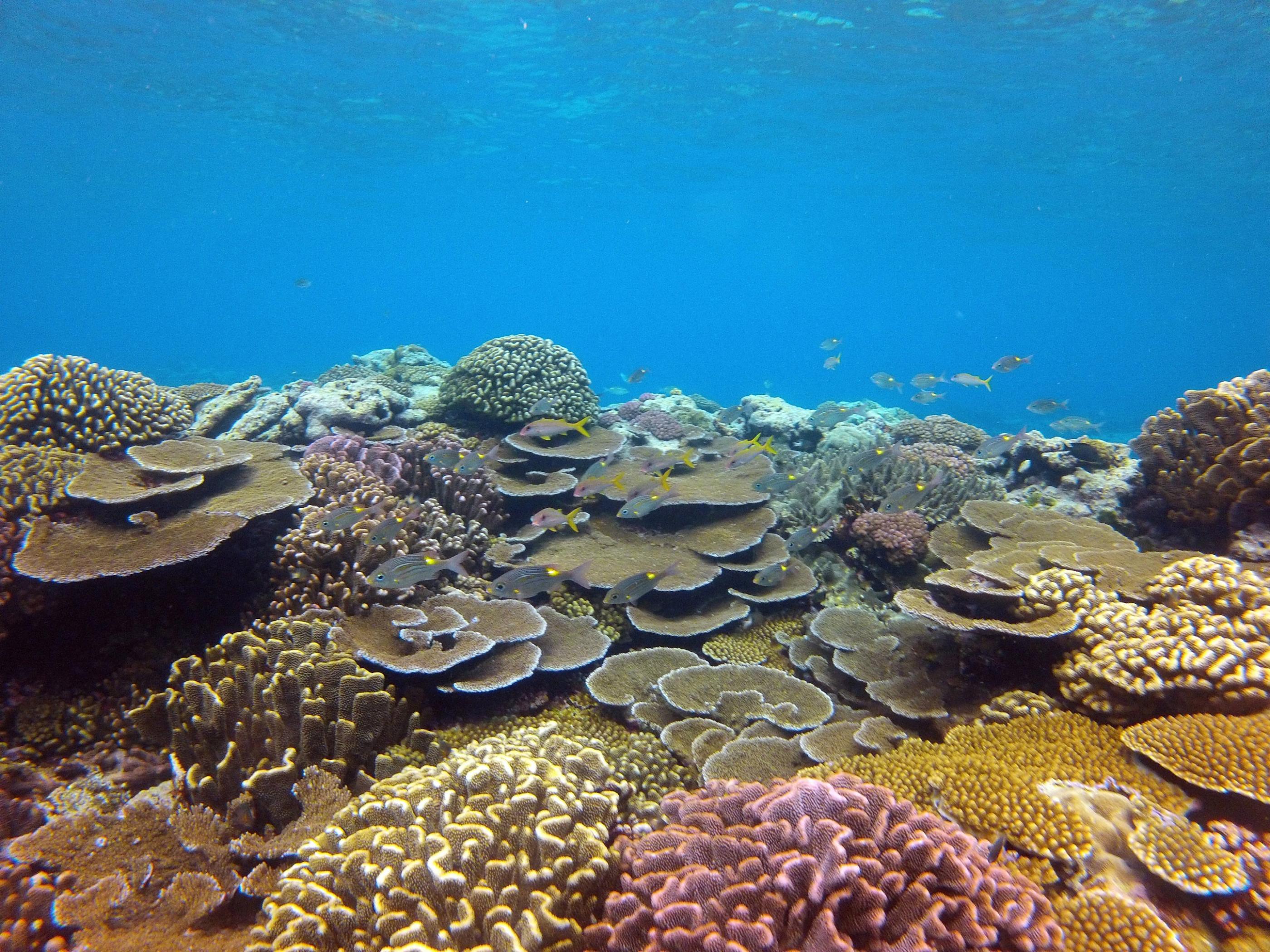 Underwater view in Fagatele Bay Underwater view in Fagatele Bay