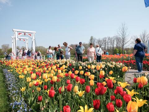 A path paved in bright buds at Tulip Time A path paved in bright buds at Tulip Time