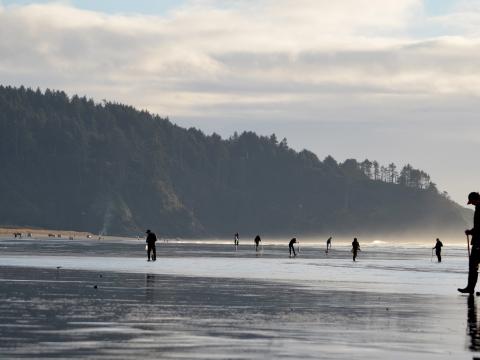 Searching the beach for razor clams during the Long Beach Razor Clam Festival Searching the beach for razor clams during the Long Beach Razor Clam Festival