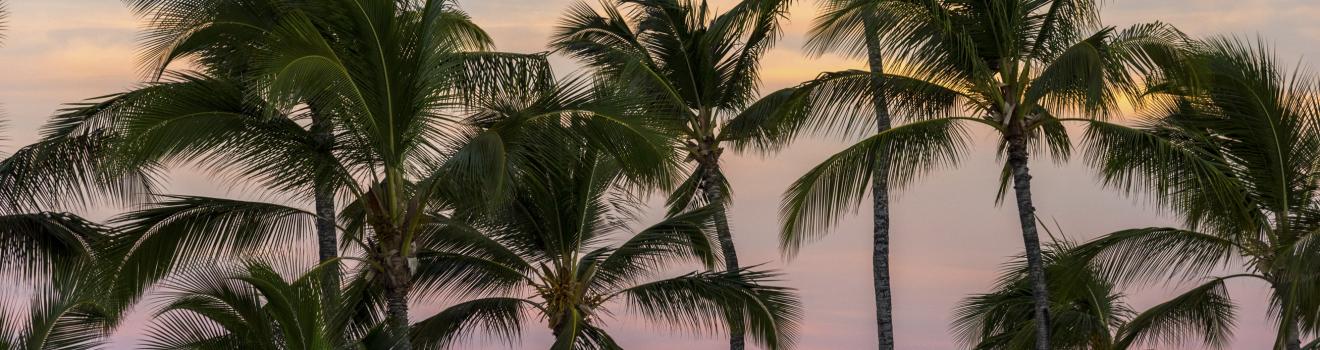 在夏威夷群島觀賞自太平洋海岸線升起的日出絕景 在夏威夷群島觀賞自太平洋海岸線升起的日出絕景