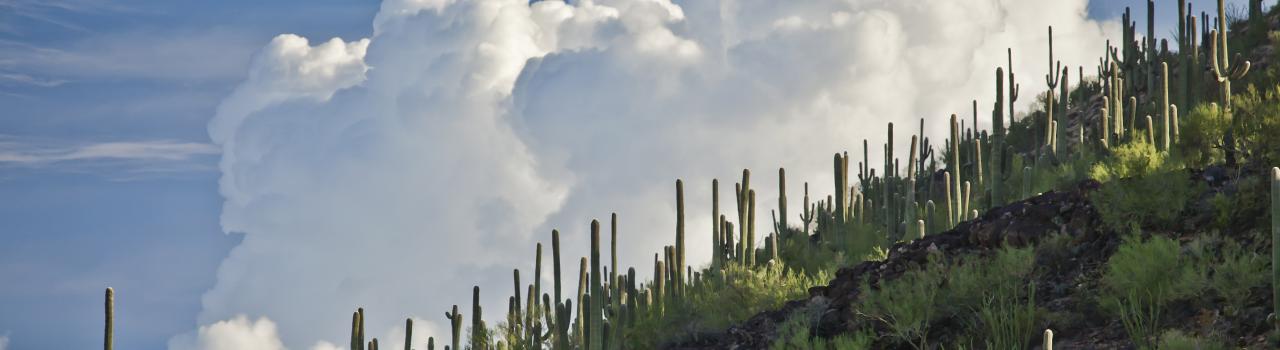 Saguaro cacti are icons of Tucson and Arizona Saguaro cacti are icons of Tucson and Arizona