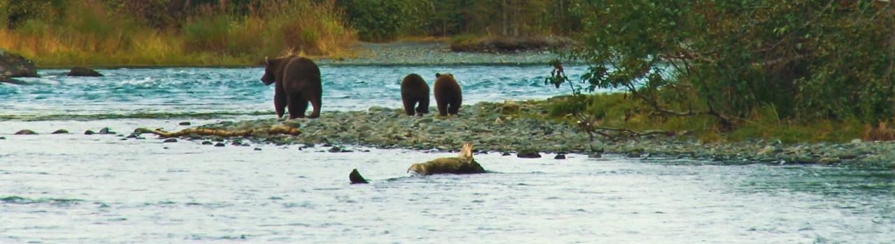 Spotting bears in Cody, Wyoming Spotting bears in Cody, Wyoming