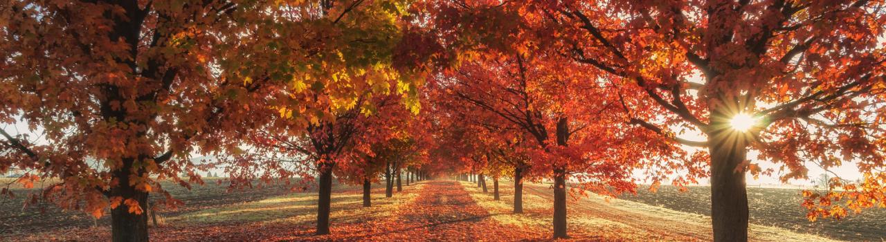 Fiery fall colors on a quaint country lane at Green Bluff Growers farming community Fiery fall colors on a quaint country lane at Green Bluff Growers farming community