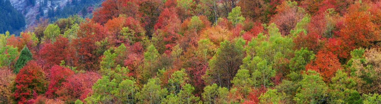 Fall colors near Logan, Utah Fall colors near Logan, Utah