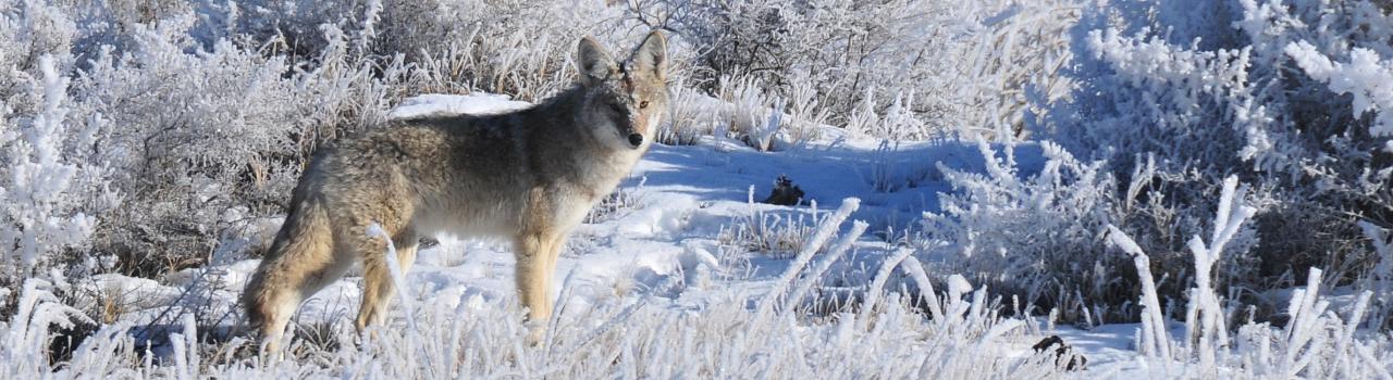 A wolf stands out on a snowy day in Sweetwater County, Wyoming A wolf stands out on a snowy day in Sweetwater County, Wyoming